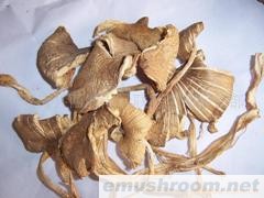 批发供应野生菌鸡纵菌，盐渍，干品，冰冻，鲜品