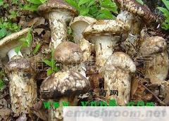供应松茸野生菌老人头