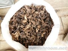 供应B级黑虎掌 牛肝菌