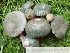 供应新鲜野生菌老人头,青杠菌,黄牛肝 牛肝菌