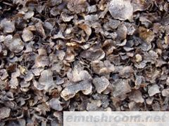 批发 黑块菌 夏块菌 黑松露菌 精品薄片 全黑