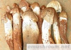 供应老人头,青杠菌,大白鸡枞菌