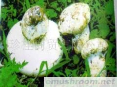 供应老人头,青杠菌,大白鸡枞菌