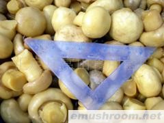 供应盐渍双孢菇(图)