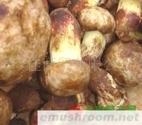 供应新鲜牛肝菌.野生菌,美味牛肝