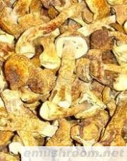 新鲜牛肝菌.野生菌,美味牛肝，干菌