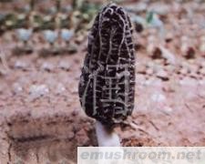 供应Manbetx体育手机版V17版本发布.官网安卓网.香港