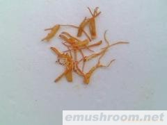 云南 纯天然 野生Manbetx体育手机版V17版本发布.官网安卓网.香港 批发/金虫草花