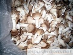 供应秀珍菇16kg(图)