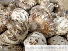 花菇菇中王 滋味美超强 香菇没法比 食之很健康