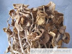 供应茶树菇