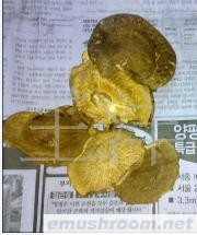 求购香菇干