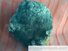 桦褐孔菌（长白山的)