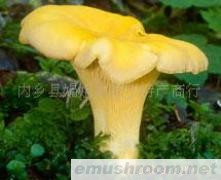 供应黄丝菌  散装黄丝菌