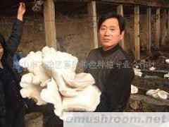 供应白灵菇