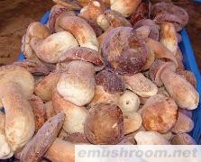 供应牛肝菌 速冻牛肝菌