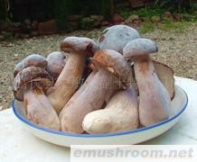 供应牛肝菌 速冻牛肝菌 美味牛肝菌