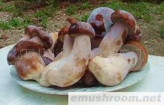 供应牛肝菌 美味牛肝菌 速冻牛肝菌