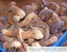 供应牛肝菌 美味牛肝菌 速冻牛肝菌