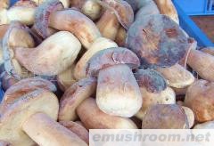 供应牛肝菌 美味牛肝菌 速冻牛肝菌