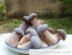 供应牛肝菌 美味牛肝菌 速冻牛肝菌