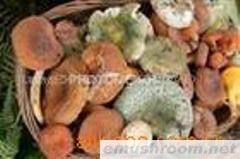 供应野生菌