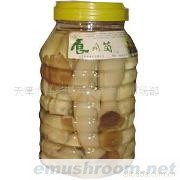 供应杏鲍菇