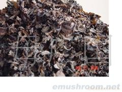供应黑木耳