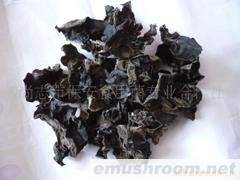 供应黑木耳