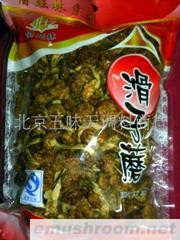 供应滑子菇批发(图)