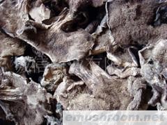 批发野生菌 黑虎掌 无虫 无泥 烤片5-10工分