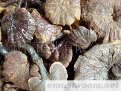 批发供应野生菌 野生灵芝菌 灵芝批发
