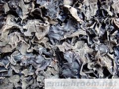 批发；野生菌 木耳 土特产 牛肝菌 块菌 灵芝