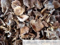 批发供应牛肝菌 ManBetX体育 野生菌