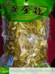 供应黄金菇批发(图)