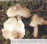 供应云南野生菌-干土鸡枞