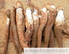 供应云南野生菌-黄鸡枞