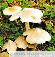 供应云南野生菌-白鸡枞