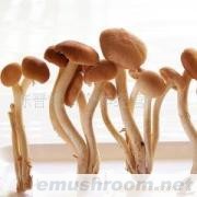 供应云南野生菌-茶树菇