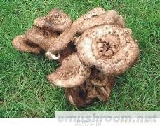 供应云南野生菌-虎掌菌