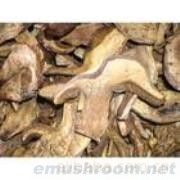 供应云南野生菌-黄牛肝菌