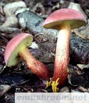 供应云南野生菌-乳牛肝菌