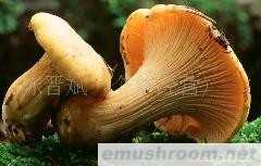 供应云南干品鸡油菌