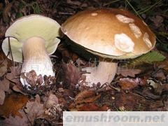 供应云南野生菌-美味牛肝菌