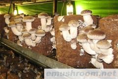 供应香菇菌包