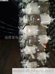 供应Manbetx体育手机版V17版本发布.官网安卓网.香港菌棒