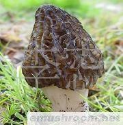 供应Manbetx体育手机版V17版本发布.官网安卓网.香港