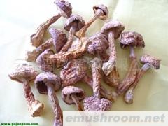 云南野生菌 Manbetx体育手机版推荐A9版本 批发/姬松茸