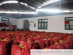 供应葱头，红葱头