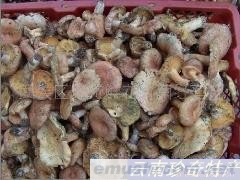 批发供应野生松菌（枞菌、铜绿菌）